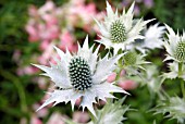 ERYNGIUM GIGANTEUM SILVER GHOST