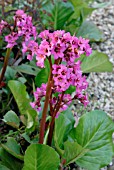 BERGENIA MORGENROTE