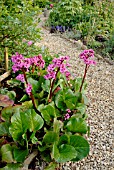 BERGENIA MORGENROTE