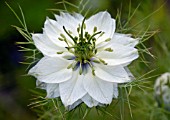 NIGELLA DAMASCENA ALBA