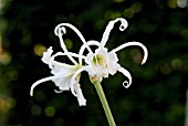 HYMENOCALLIS X FESTALIS