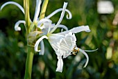 HYMENOCALLIS X FESTALIS