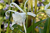 HYMENOCALLIS X FESTALIS