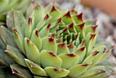 SEMPERVIVUM CALCAREUM LIMELIGHT