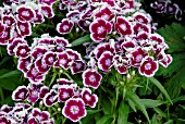 DIANTHUS BARBATUS ROUNDABOUT SERIES