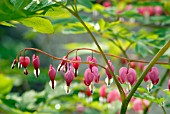 DICENTRA SPECTABILIS