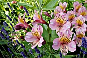 ALSTROEMERIA FLOWERS AND LAVENDER