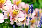 ALSTROEMERIA AND LAVANDULA