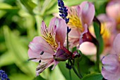 ALSTROEMERIA FLOWER