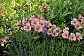 ALSTROEMERIA FLOWERS AND LAVENDER