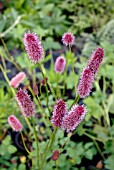 SANGUISORBA MENZIESII