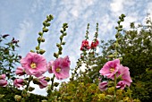 ALCEA ROSEA, (HOLLYHOCK)