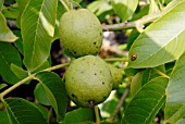 NUTS OF JUGLANS REGIA, COMMON WALNUT