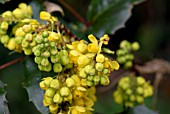 MAHONIA AQUIFOLIUM