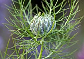 NIGELLA DAMASCENA PERSIAN JEWELS,  (LOVE IN A MIST)