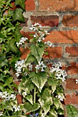 LUNARIA ANNUA VAR. ALBIFLORA ALBA VARIEGATA