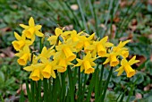 NARCISSUS FEBRUARY GOLD