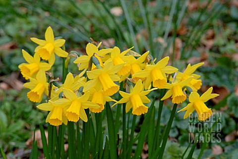 NARCISSUS_FEBRUARY_GOLD