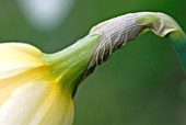 RECEPTACLE OF NARCISSUS FLOWER