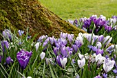 CROCUS VERNUS NATURALIZED AROUND BASE OF TREE