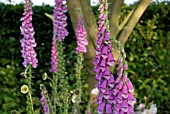 DIGITALIS IN WOODLAND GARDEN