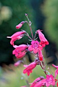 PENSTEMON EVELYN