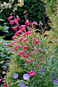 PENSTEMON EVELYN