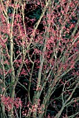 AUTUMN BERRIES ON SORBUS ALNIFOLIA