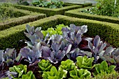 BRASSICAS IN BOX-EDGED VEGETABLE GARDEN