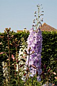 DELPHINIUM FANFARE