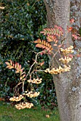 SORBUS JOSEPH ROCK BERRIES IN LATE AUTUMN