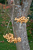 SORBUS JOSEPH ROCK BERRIES IN LATE AUTUMN