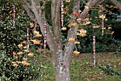 SORBUS JOSEPH ROCK BERRIES IN LATE AUTUMN WITH HANGING WOOD SCULPTURES