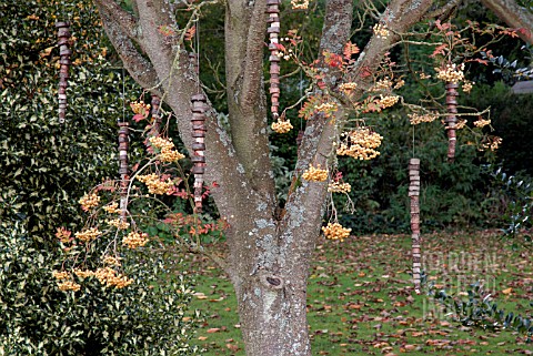 SORBUS_JOSEPH_ROCK_BERRIES_IN_LATE_AUTUMN_WITH_HANGING_WOOD_SCULPTURES