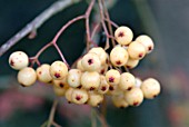 SORBUS JOSEPH ROCK BERRIES IN LATE AUTUMN