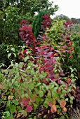 CORNUS ALBA AND COTINUS GRACE IN AUTUMN