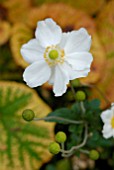 ANEMONE X HYBRIDA HONORINE JOBERT