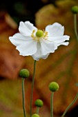 ANEMONE X HYBRIDA HONORINE JOBERT