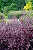 HEUCHERA CHOCOLATE RUFFLES