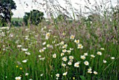 WILDFLOWER MEADOW WITH OX-EYE DAISIES