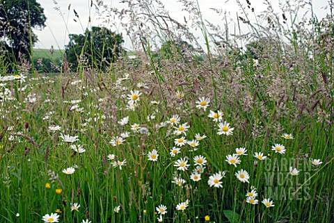 WILDFLOWER_MEADOW_WITH_OXEYE_DAISIES