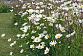 GRASS PATH THROUGH WILDFLOWER MEADOW WITH OX-EYE DAISIES