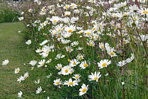 GRASS_PATH_THROUGH_WILDFLOWER_MEADOW_WITH_OXEYE_DAISIES