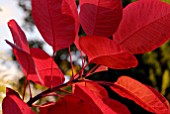 AUTUMNAL LEAVES OF COTINUS GRACE