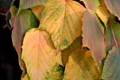 AUTUMNAL LEAVES OF ACER RUFINERVE SNAKE-BARK MAPLE