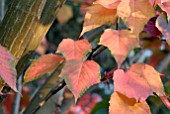 AUTUMNAL LEAVES OF ACER RUFINERVE SNAKE-BARK MAPLE