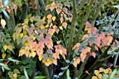 AUTUMNAL LEAVES OF ACER RUFINERVE SNAKE-BARK MAPLE