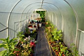 PLASTIC COVERED POLY-TUNNEL WITH VARIOUS PLANTS