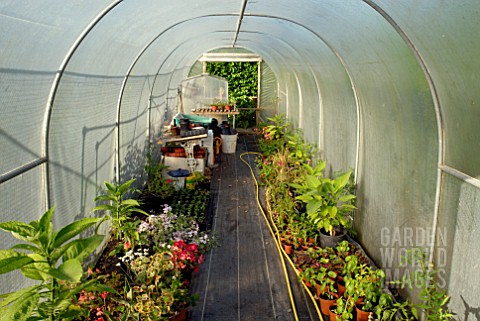 PLASTIC_COVERED_POLYTUNNEL_WITH_VARIOUS_PLANTS