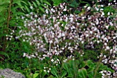 SAXIFRAGA SPATHULARIS